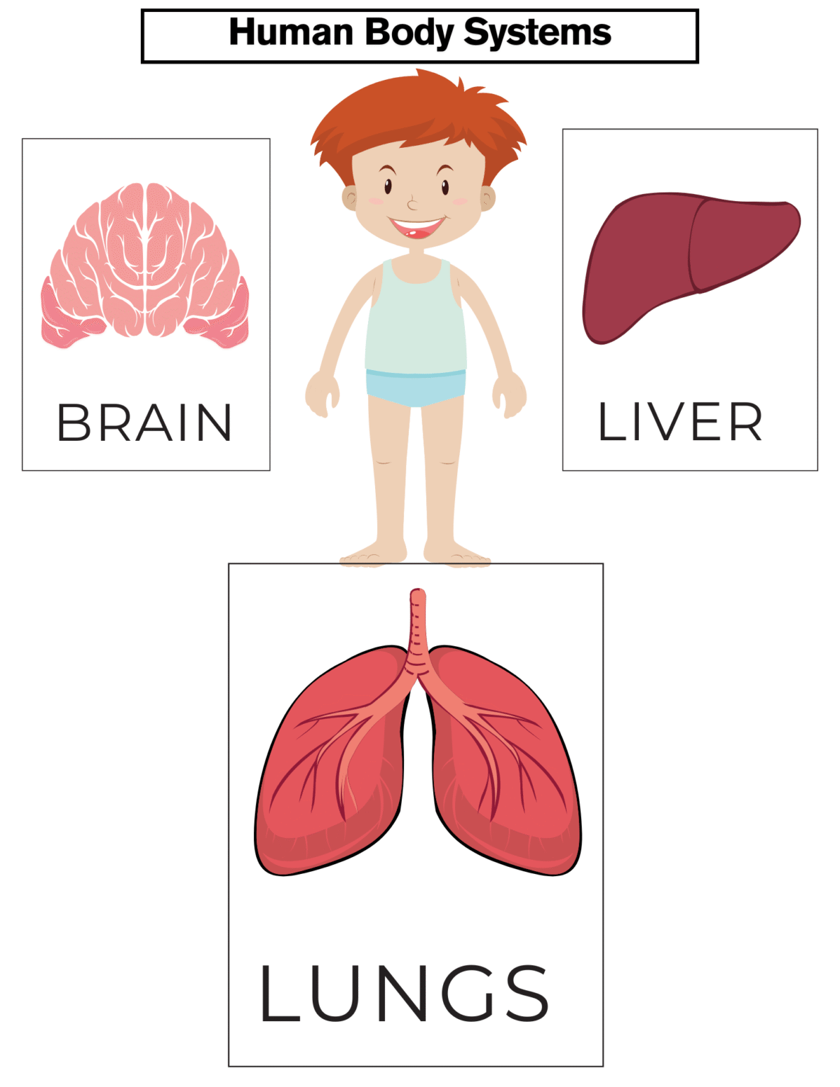 human-body-system